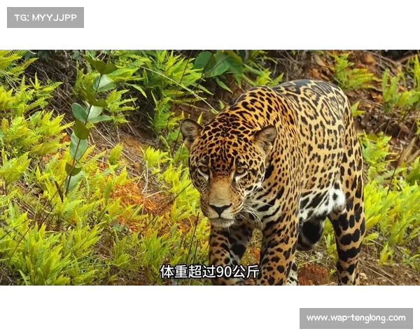 美洲豹勇斗油人 上演惊心动魄的决战之夜